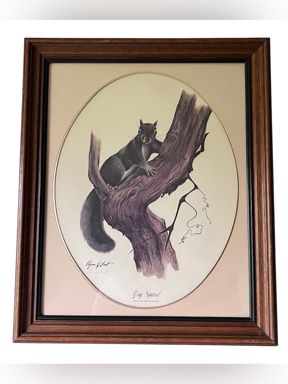 VTG Glynn Scott Signed Framed Matted Print Ltd Ed. Gray Squirrel 24" x 20" MCM